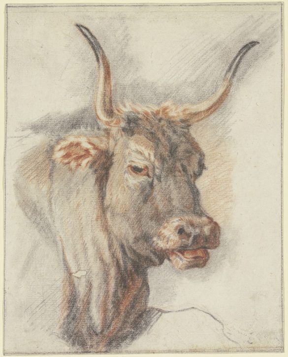 Paulus Potter - Głowa wołu