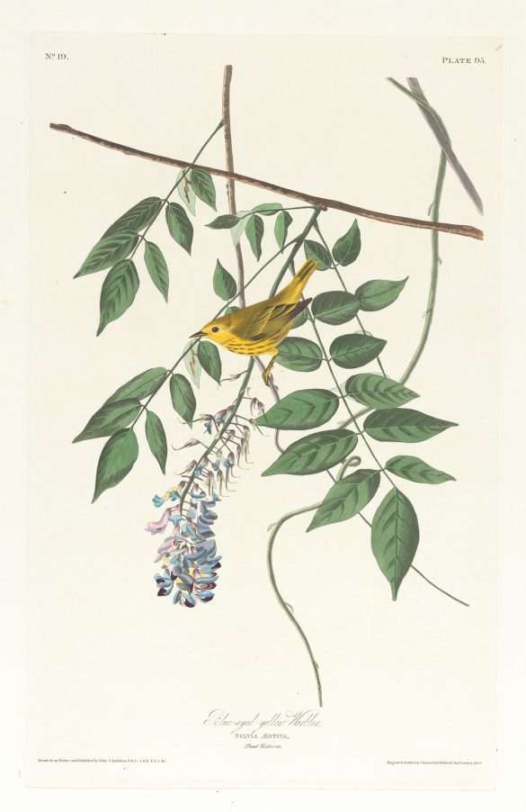 Blue-eyed yellow warbler (1827–1838)