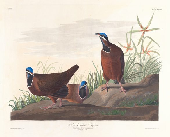 Blue-headed pigeon (1827–1838)