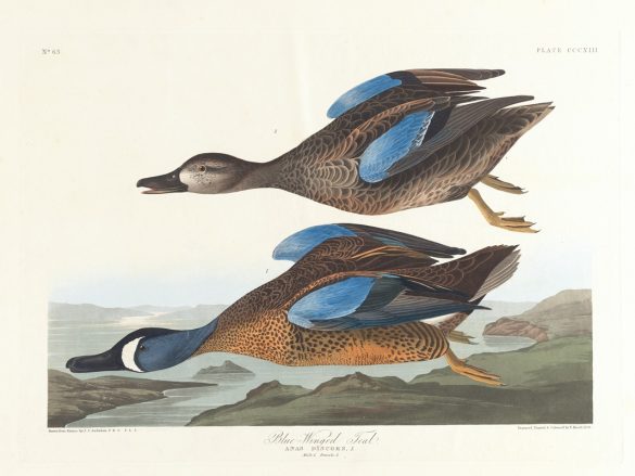 Blue-winged teal (1827–1838)