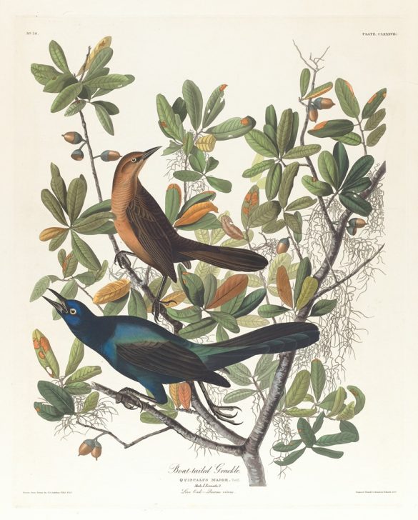 Boat-tailed grackle (1827–1838)