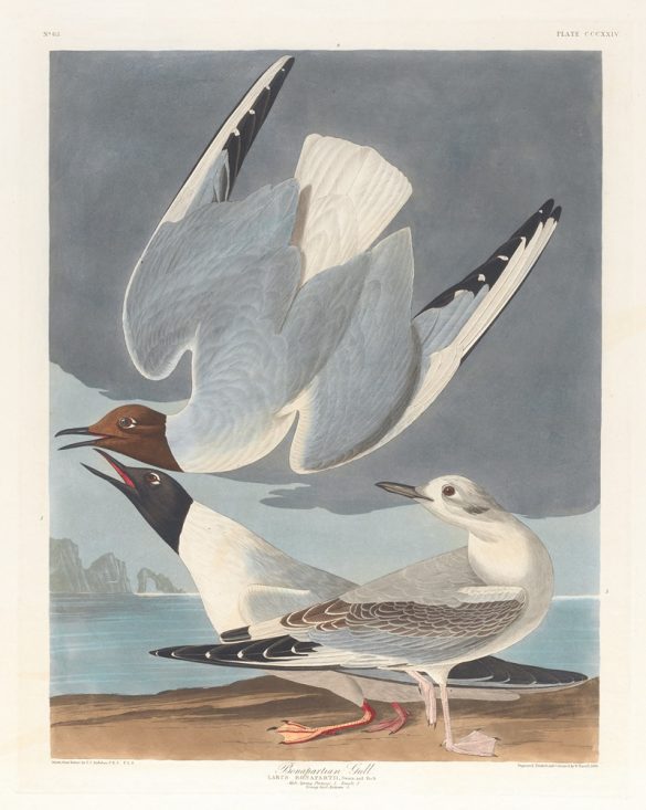 Bonapartian gull (1827–1838)
