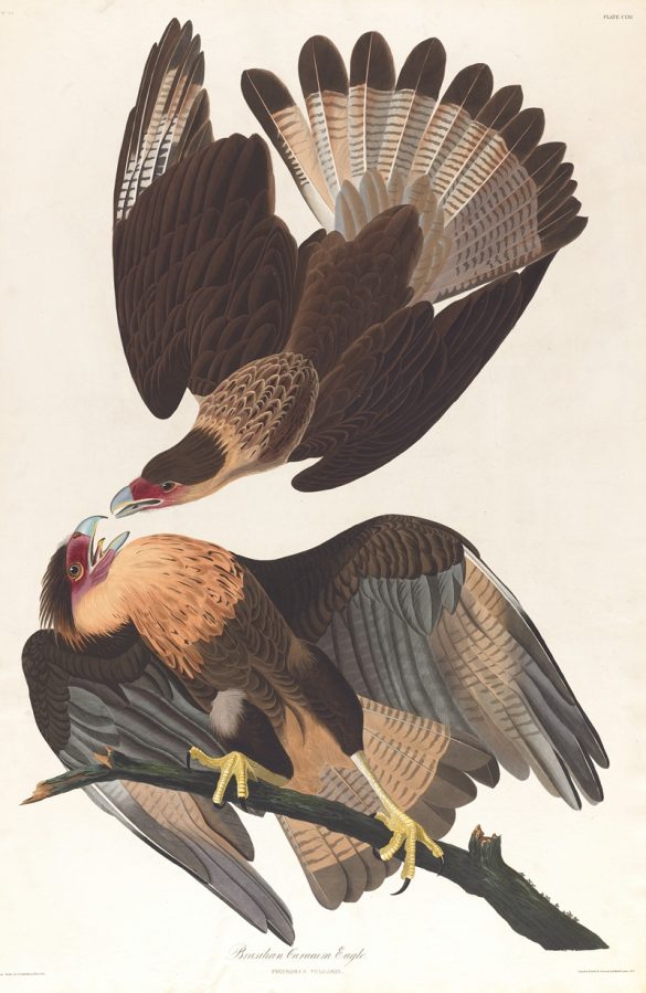 Brasilian caracara eagle (1827–1838)