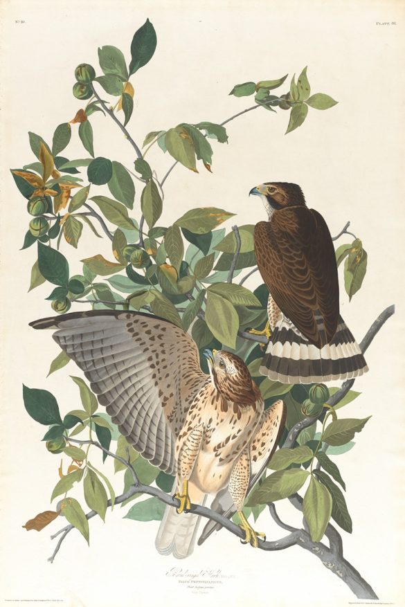 Broad-winged hawk (1827–1838)