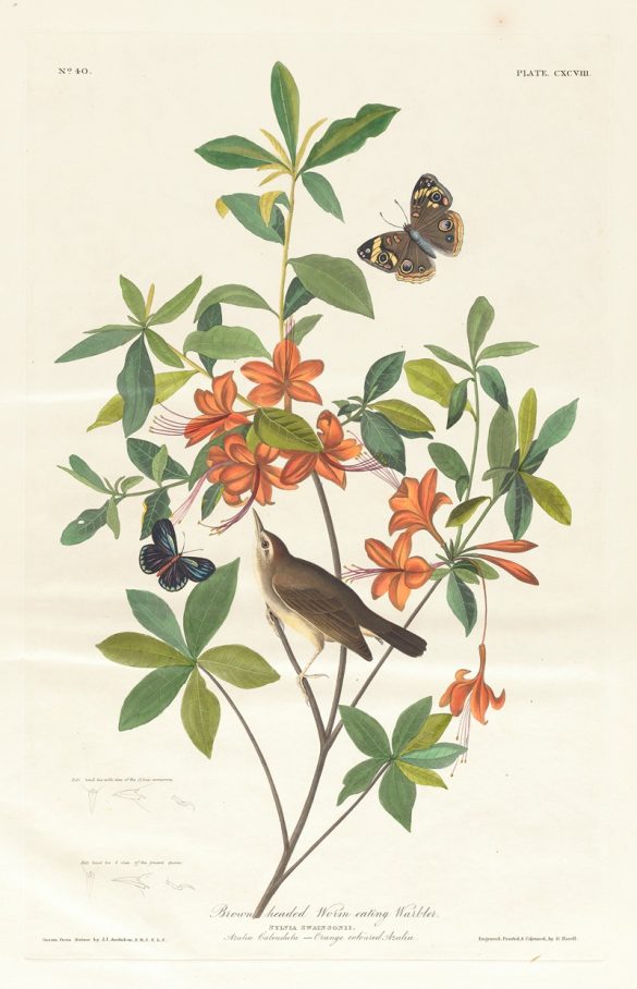 Brown headed worm eating warbler (1827–1838)