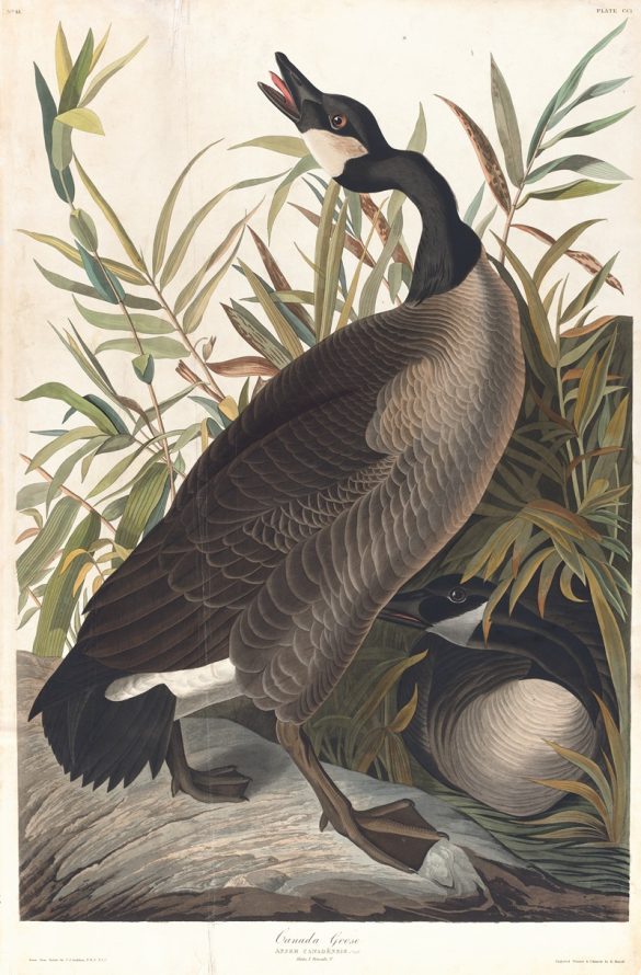 Canada goose (1827–1838)