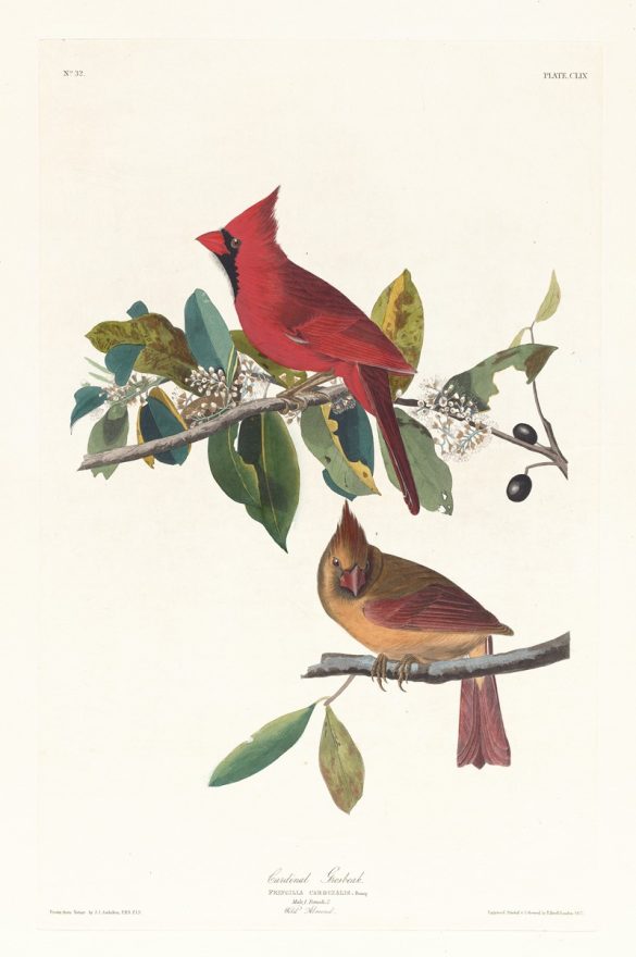 Cardinal grosbeak (1827–1838)