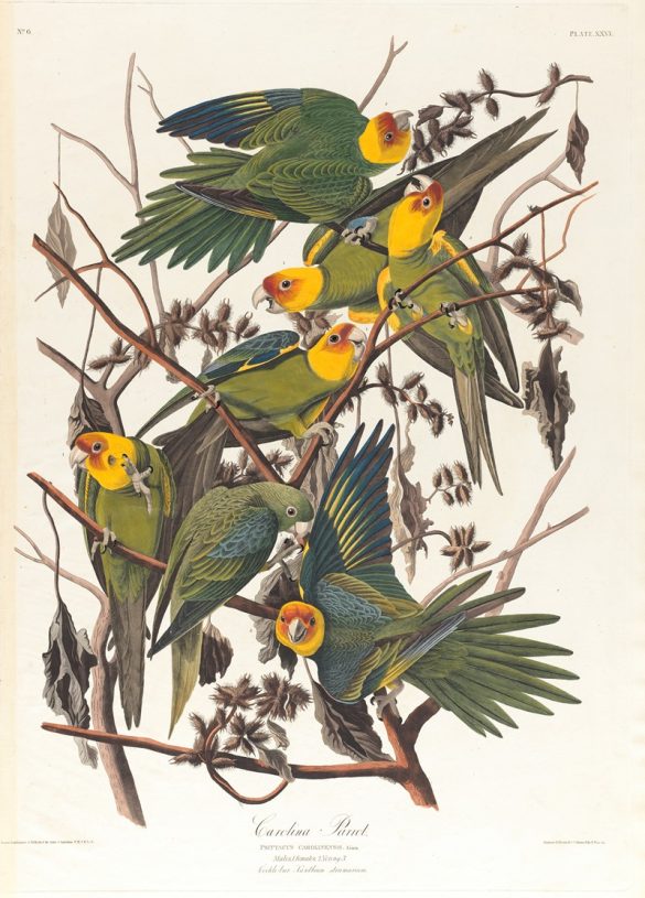 Carolina parrot (1827–1838)