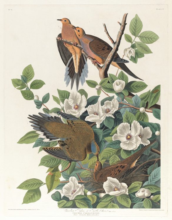 Carolina pigeon or turtle dove (1827–1838)