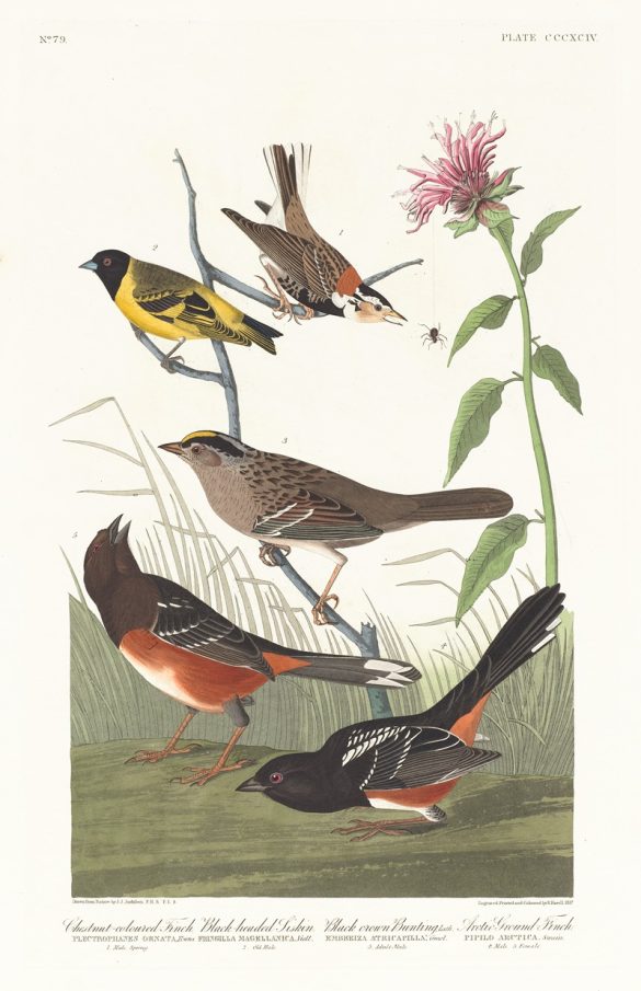 Chestnut-coloured finch. Black-headed siskin. Black crown bunting, Lath. Arctic ground-finch (1827–1838)