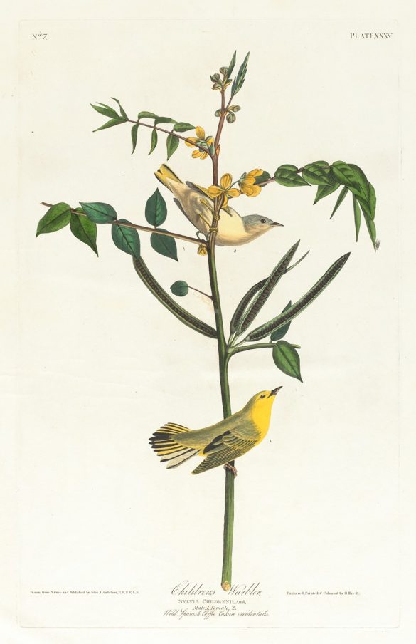 Children’s warbler (1827–1838)