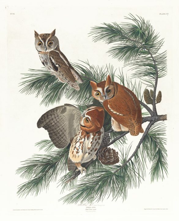Mottled owl (1827–1838)