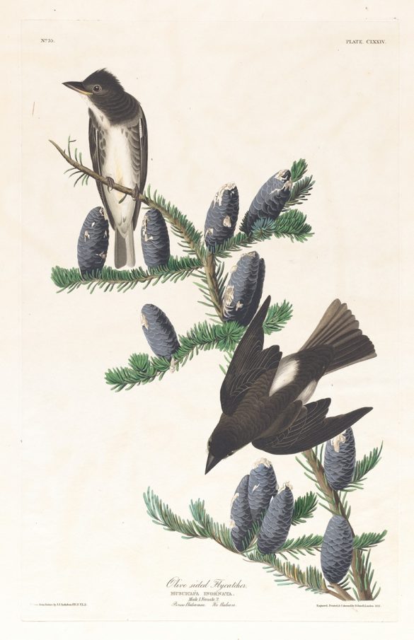 Olive sided flycatcher (1827–1838)