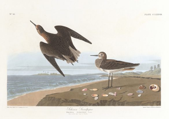Schinz’s sandpiper (1827–1838)